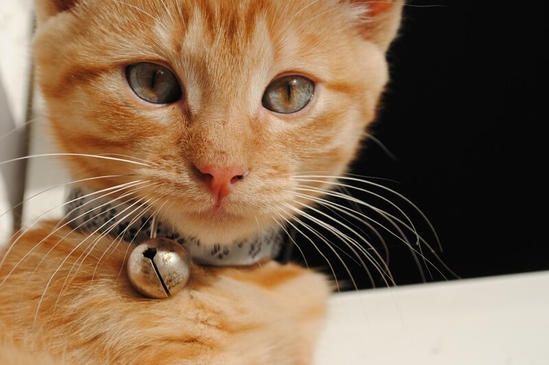 how to kitten-proof your home