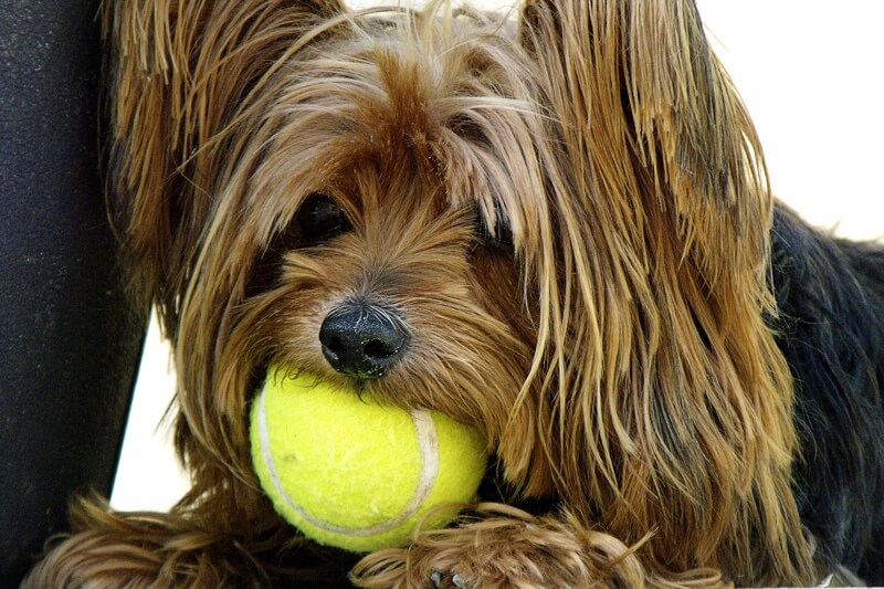 Yorkshire Terrier Facts
