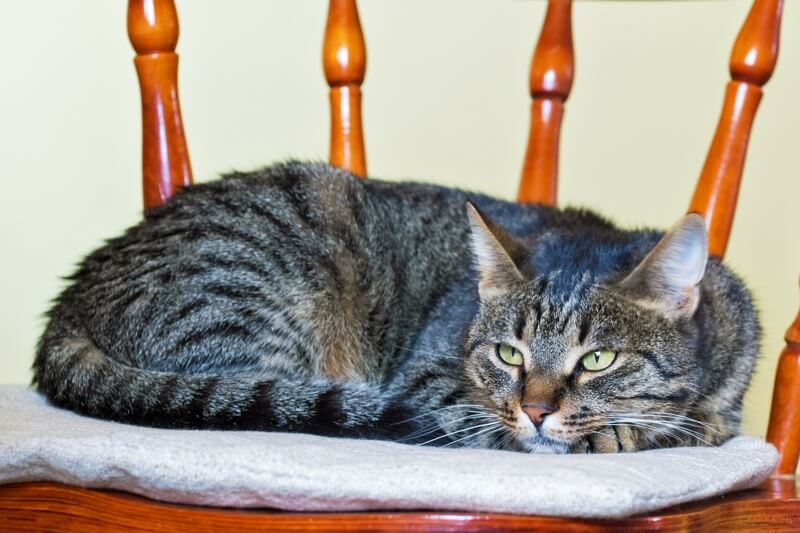 newborn dusty brown mackerel tabby cat newborn dusty brown mackerel tabby cat