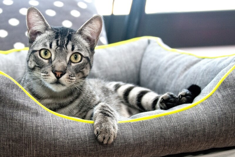 supplies for a new kitten