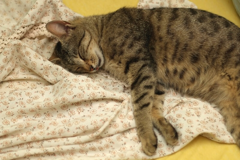 spotted tabby aggresion spotted tabby aggresion