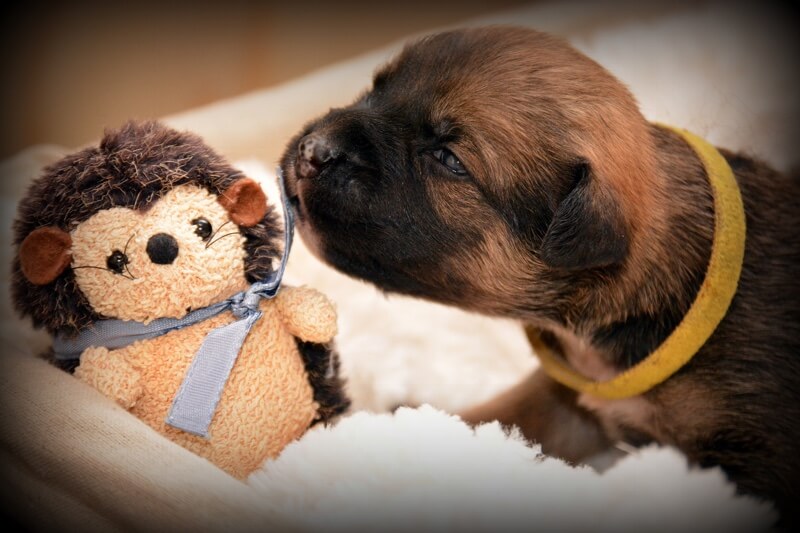 tiny puppy snuggling with a stuffed hedgehog