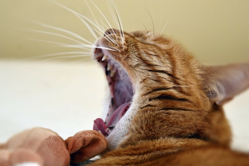 Upper Respiratory Infection in Cats Upper Respiratory Infection in Cats