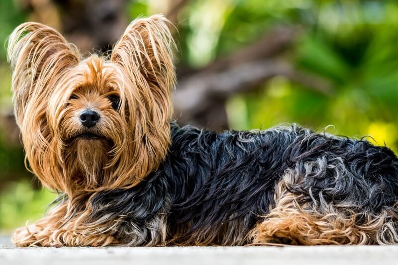 yorkshire terrier shed