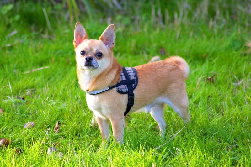 Cute Chihuahua Puppies With Floppy Ears