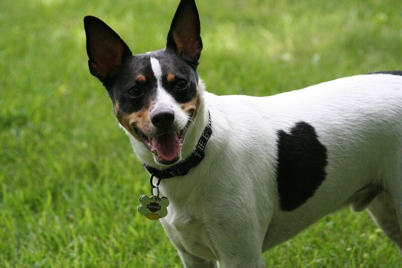 How long do dogs live after being diagnosed with bone cancer