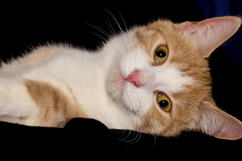 white and grey shorthair cat