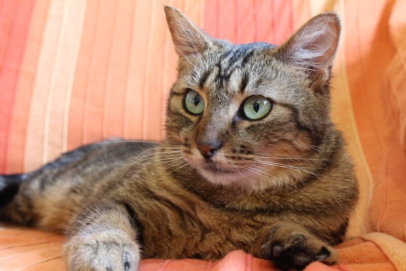 medium hair tabby cat lifespan medium hair tabby cat lifespan