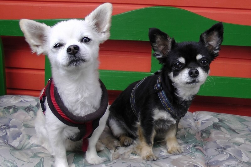 white chihuahua blue eyes