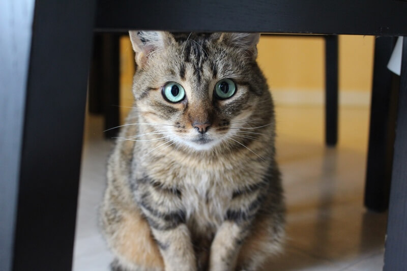 Domestic Shorthair Cat Facts