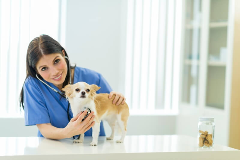 pet insurance before first vet visit