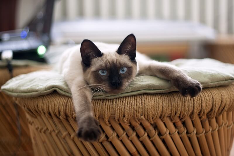 blue point siamese mix