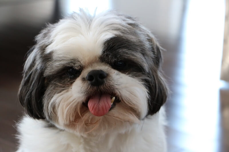 oldest living shih tzu