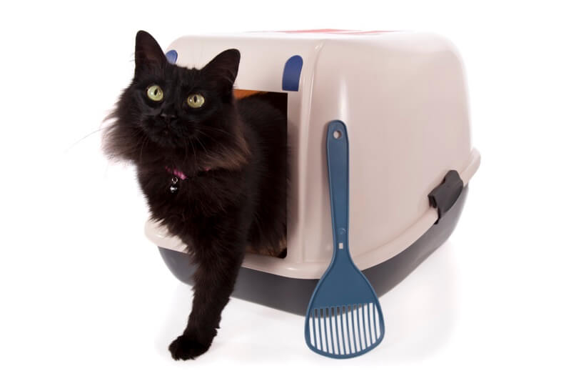 best stool softener for cats