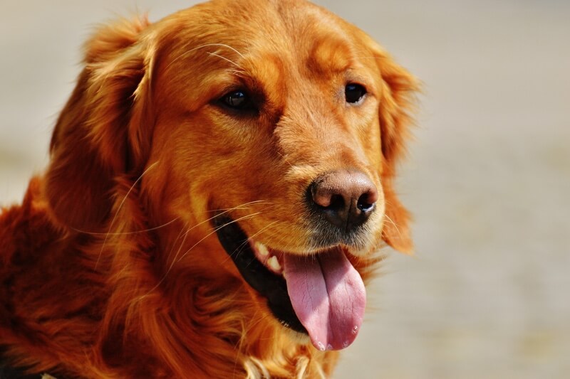 cool golden retriever