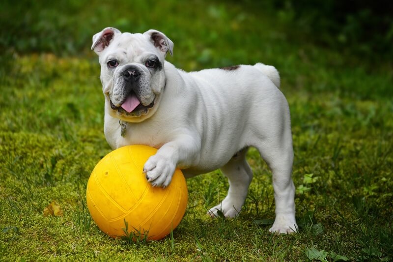 small wrinkly dogs