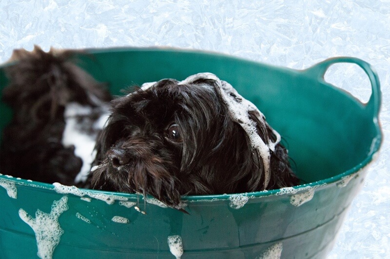 giving a dog a bath