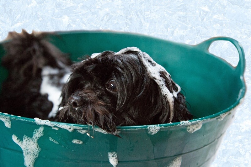 dog bath tub pets at home