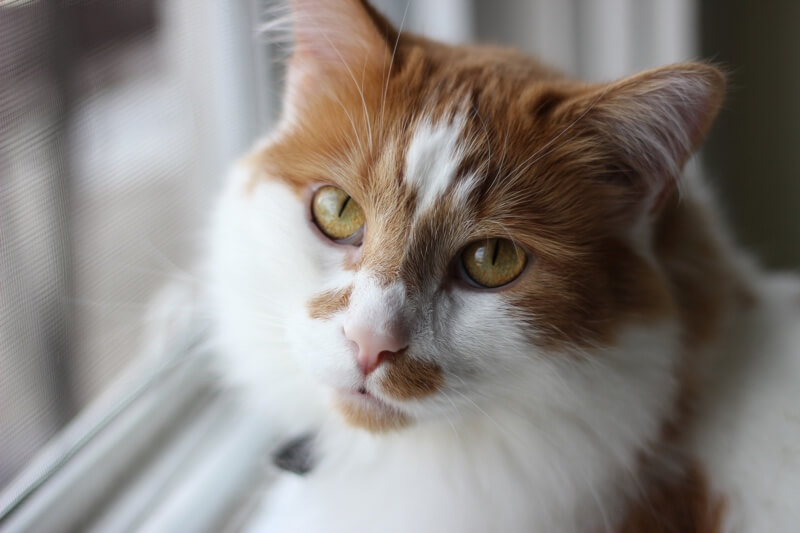 orange cat long hair