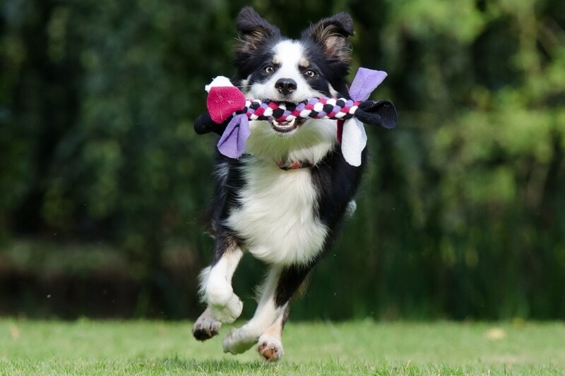 Fit Facts On Exercise And Dogs