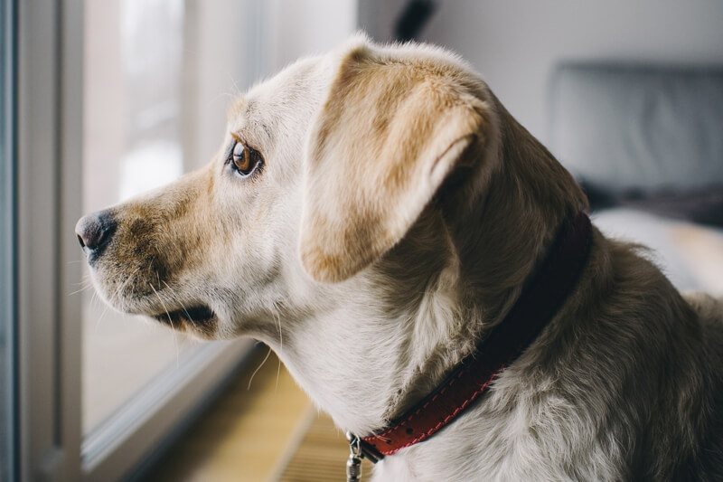 separation anxiety in dogs