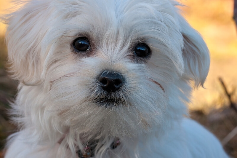 maltese dog dander