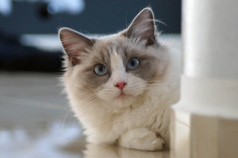 Ragdoll Cat Facts