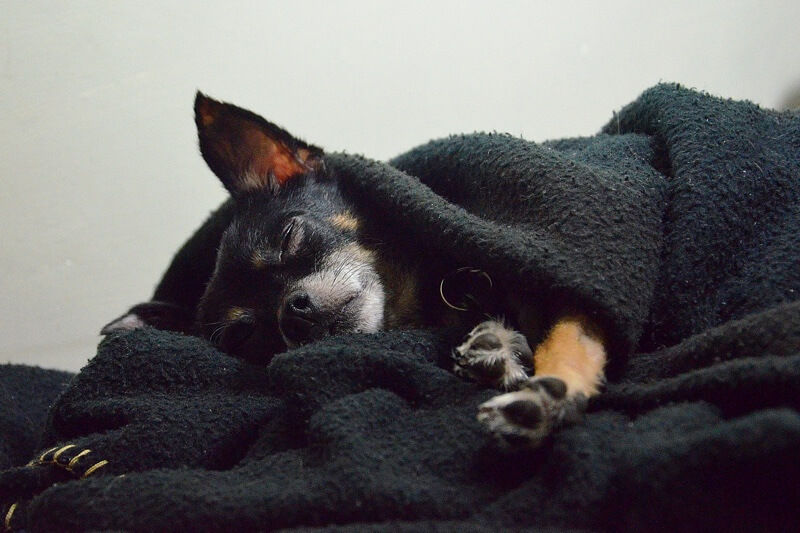 a black and brown dog sleeping under a blanket