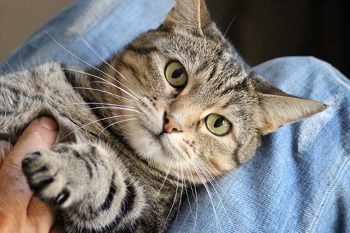 a cat laying in the lap of a person while being pet