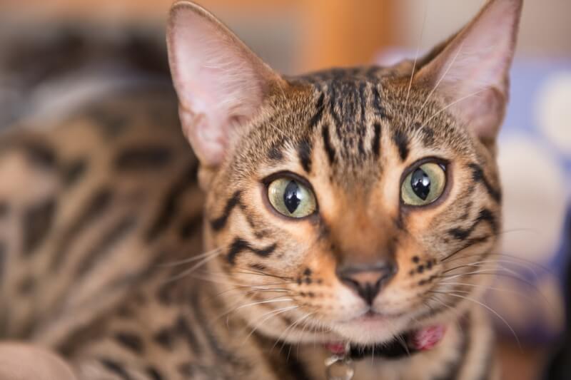 Bengal cat with green eyes 