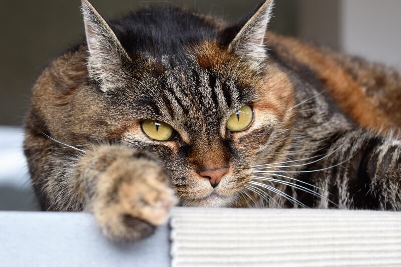 a brown cat with yellow eyes laying down