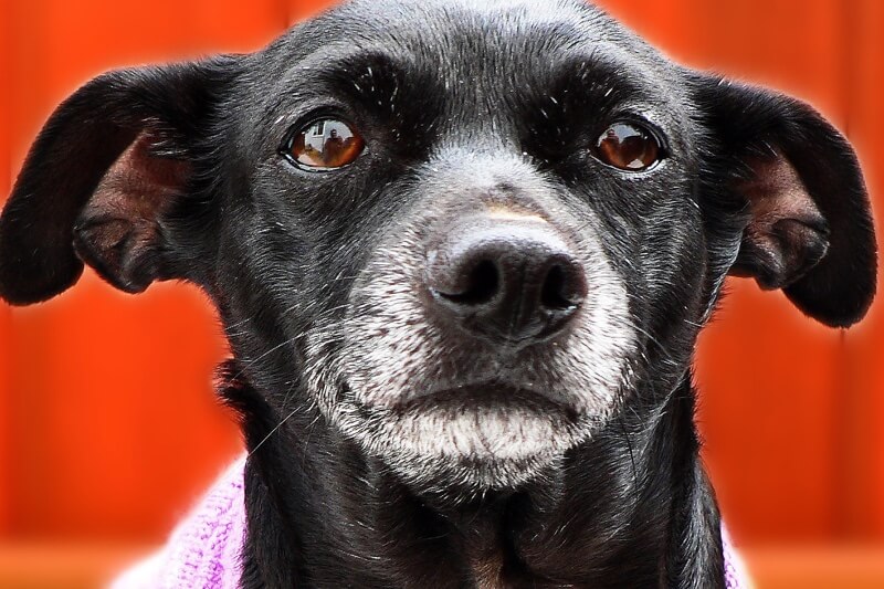 black dog with a white snout wearing a pink sweater