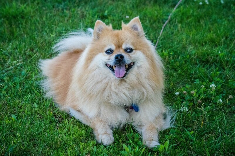 pomeranian toy pom