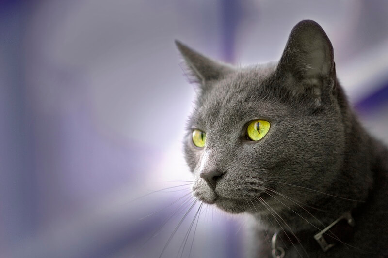 1. Russian Blue Cat Breed Information, Pictures, Characteristics & Facts - wide 4