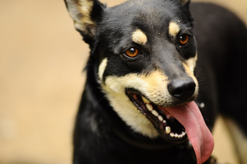 Black and tan dog looking straight forward with its mouth open and tongue sticking out.