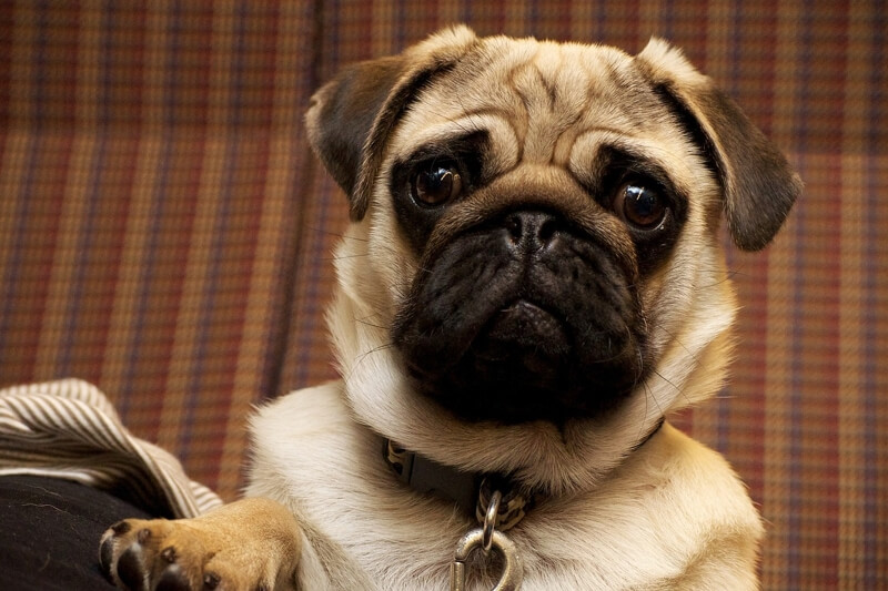 Curious pug stares into the camera while raising one paw