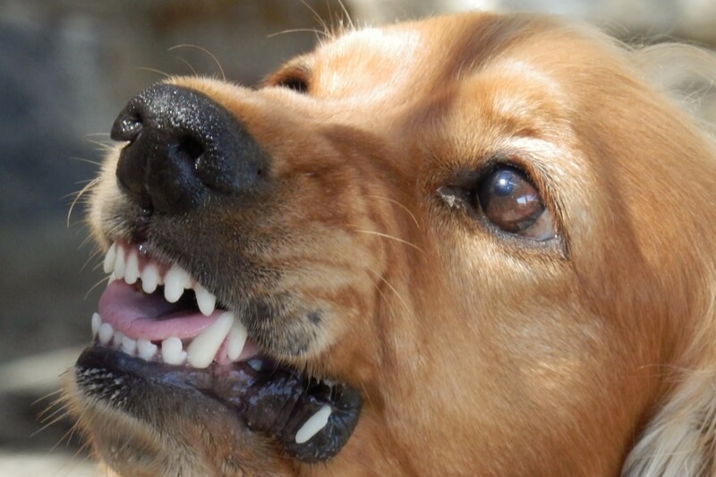 rabies disease in dogs