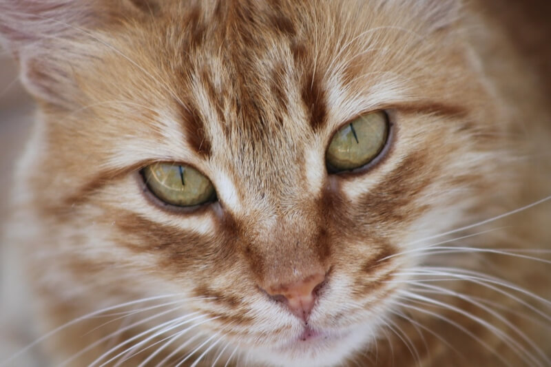understanding lymphoma in cats