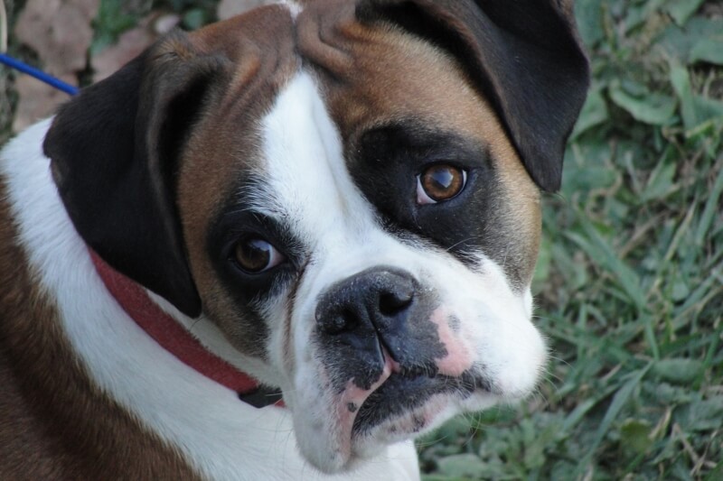Boxer with brown eyes