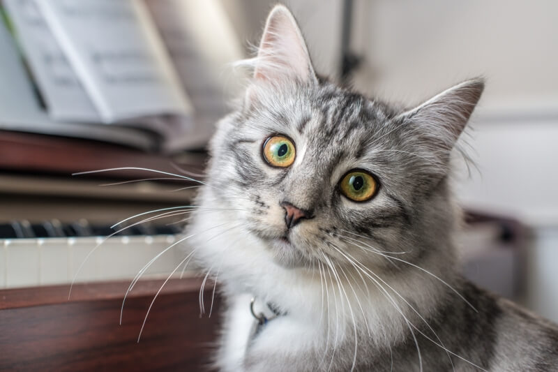 Grey and white Siberian cat with titled head sits in front of a piano