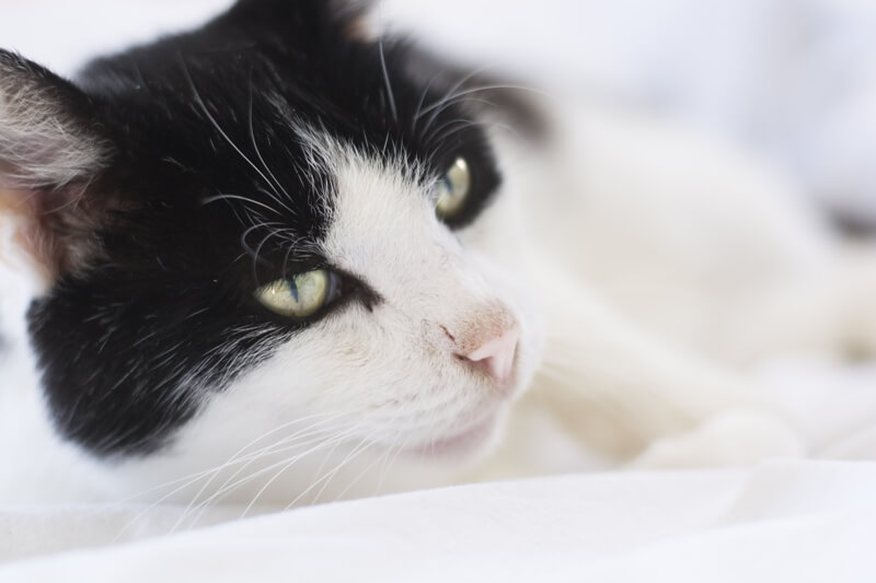 pneumonia in cats uk