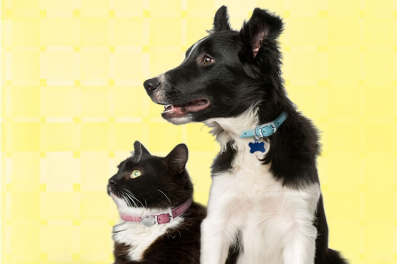Black and white cat sits next to black and white dog as they look to the side