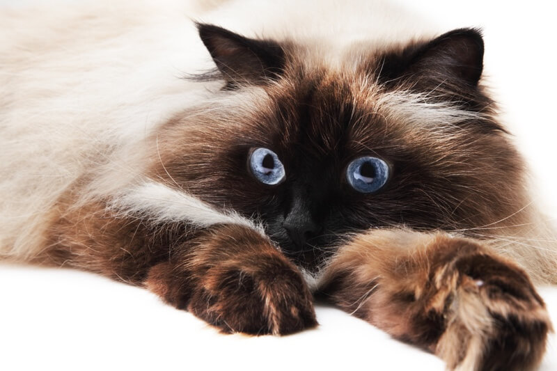 Himalayan cat with blue eyes lays down with paws stretched forward 