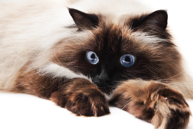 himalayan female cat