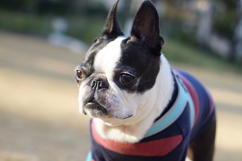 Boston Terrier wearing a harness stands outside