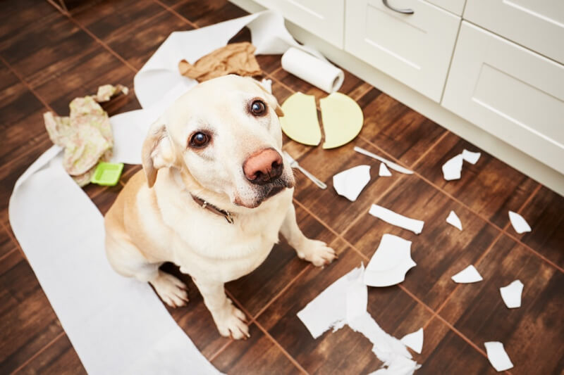 a dog surrounded with a roll of toilet paper and broken items all over the ground