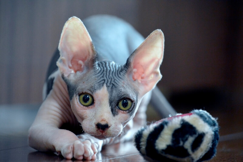 All About Sphynx Cats