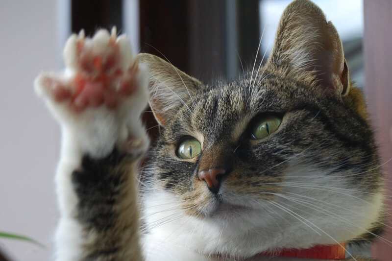 Cat Scratch Fever: Symptoms and Treatment
