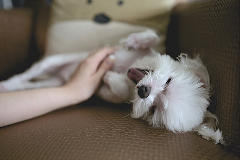 a dog laying on the couch with it's tongue out while being pet by a person