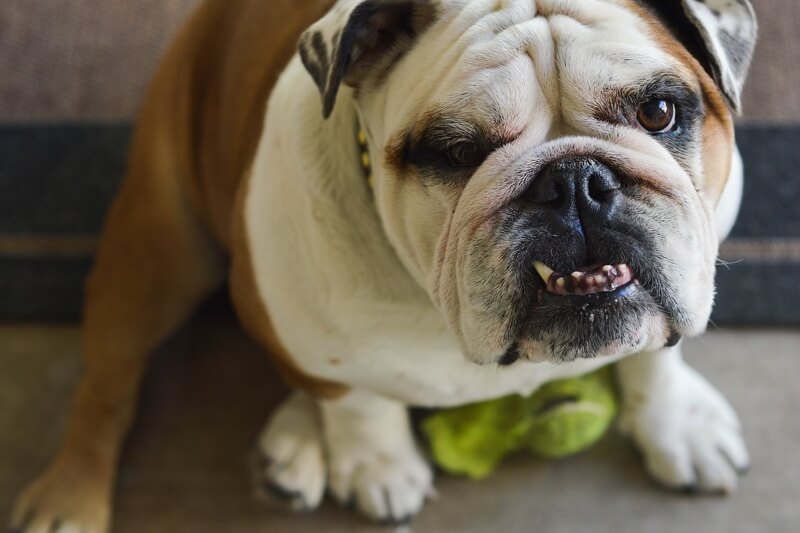 English Bulldog sits down next to a tennis ball